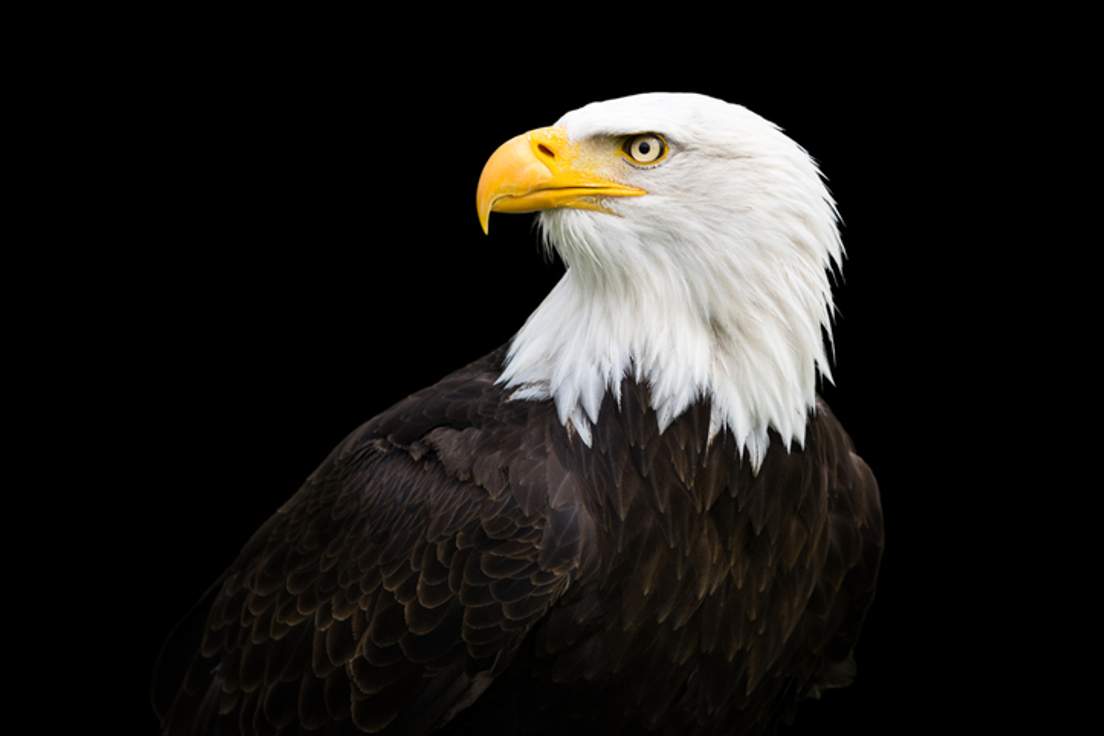 Brigadier General - A List of The U.S. Military Ranks in Order ...